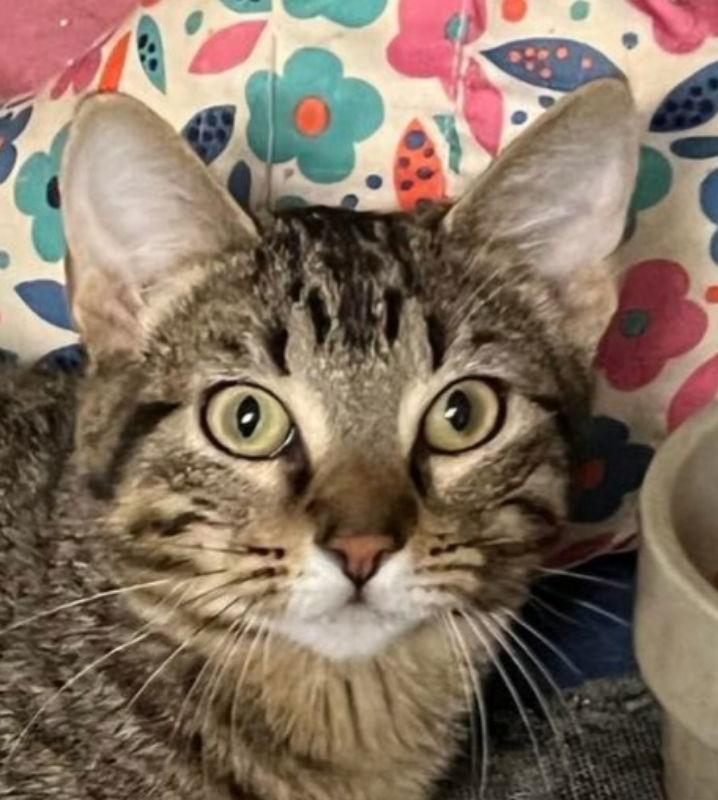 Lexi, Adoptable, Adult Female Domestic Short Hair & Tabby.