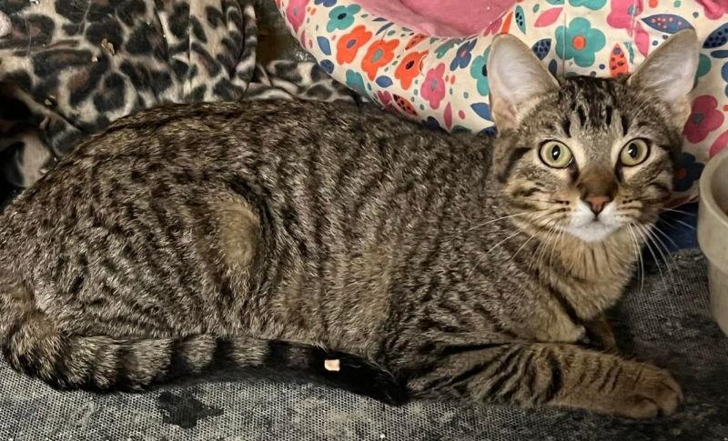 Enlarge Lexi, a Adoptable mixed breed in Pineville, LA image 2/3