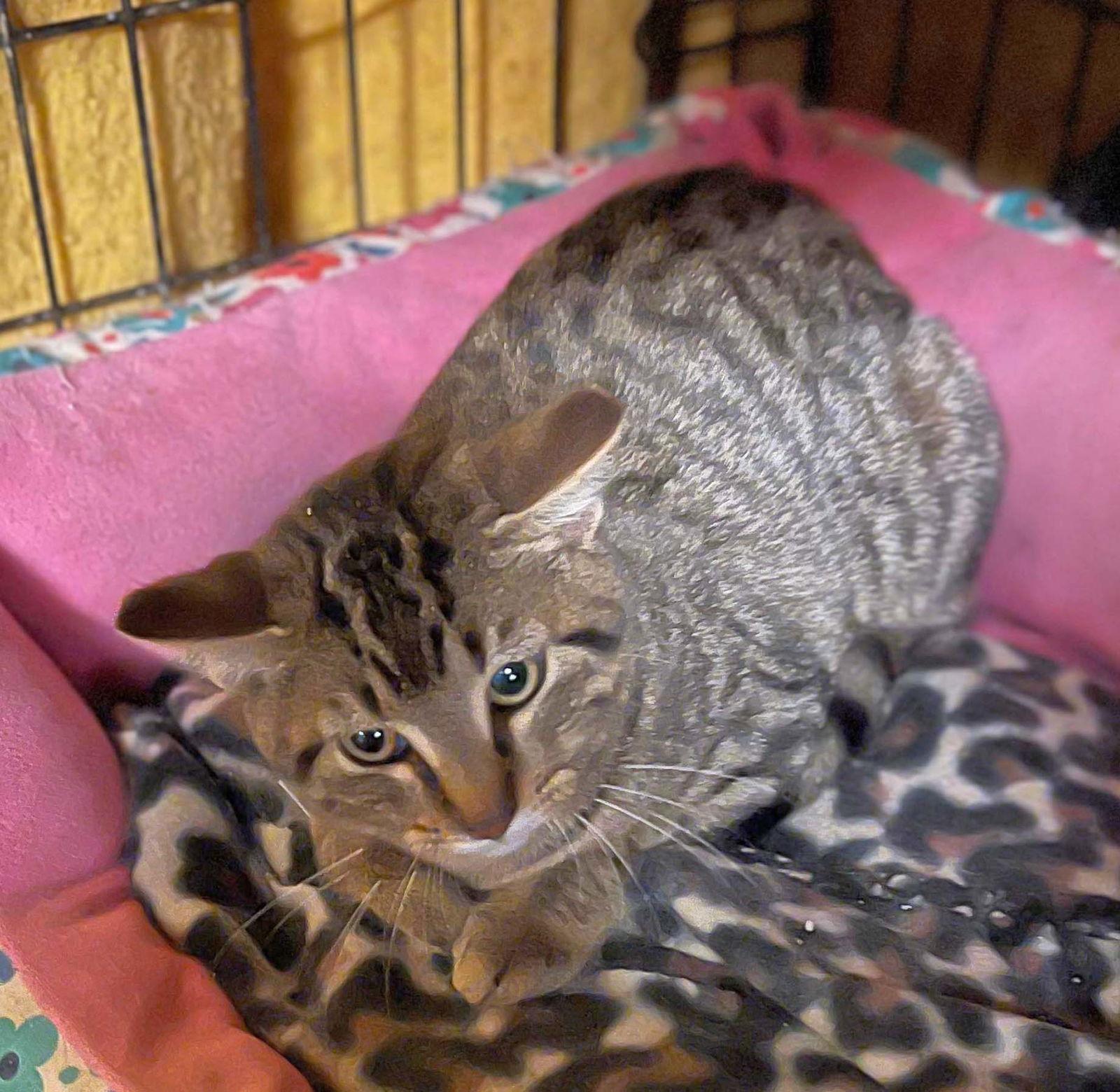 Lexi, Adoptable, Adult Female Domestic Short Hair & Tabby.
