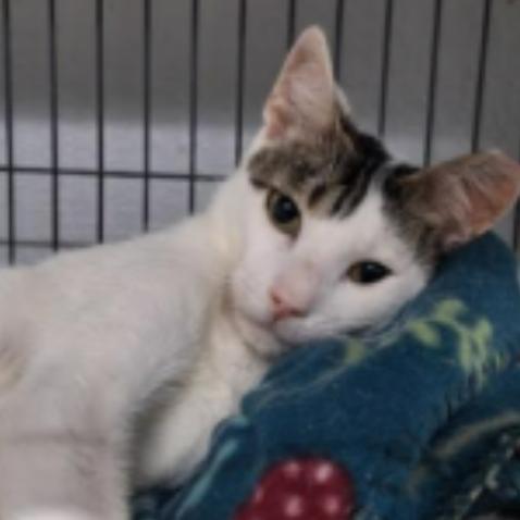 Enlarge Valentino Houston, a Adoptable Domestic Short Hair in Denver, CO image 1/6