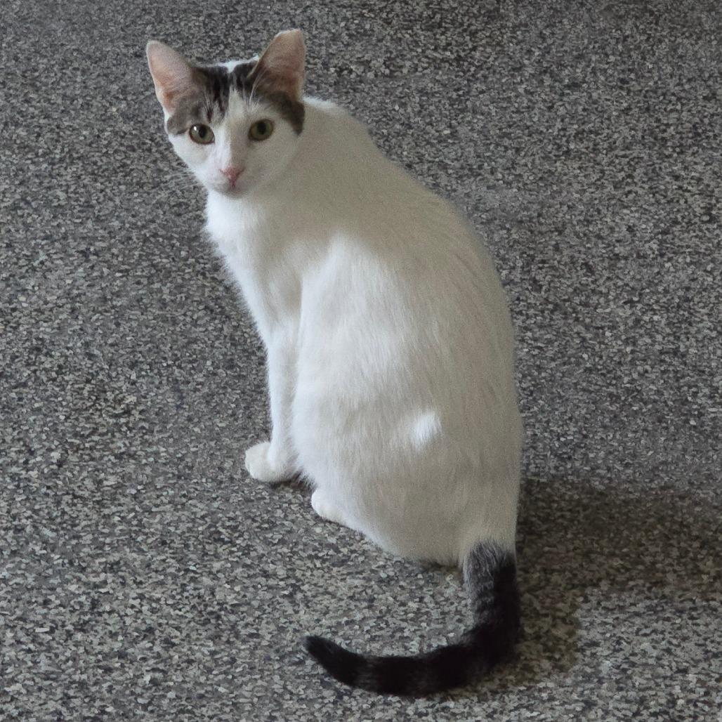 Enlarge Valentino Houston, a Adoptable Domestic Short Hair in Denver, CO image 2/6