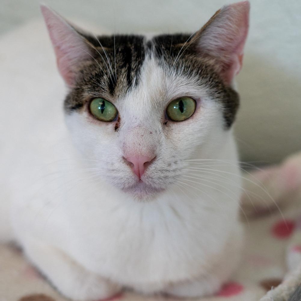 Enlarge Valentino Houston, a Adoptable Domestic Short Hair in Denver, CO image 3/6