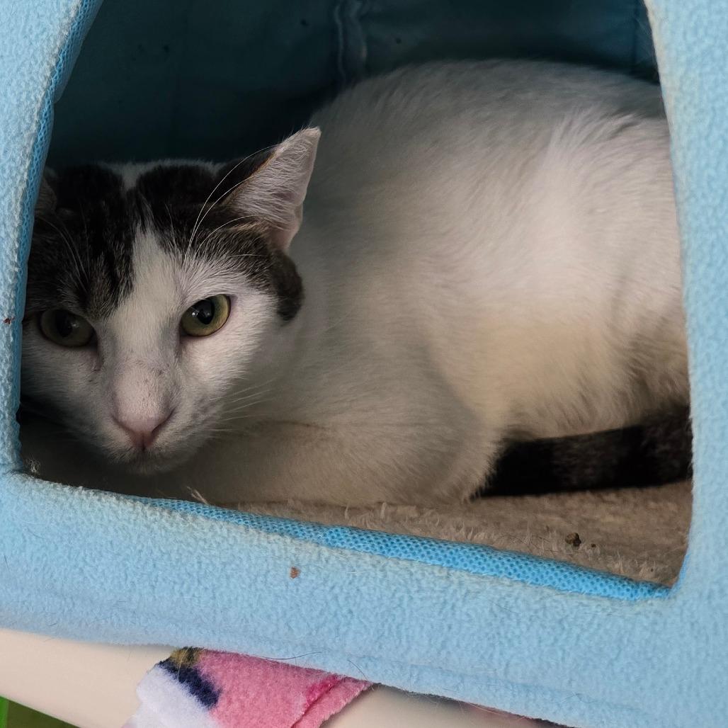 Enlarge Valentino Houston, a Adoptable Domestic Short Hair in Denver, CO image 5/6