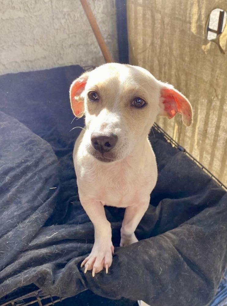 Enlarge Banana, a Adoptable mixed breed in Escondido, CA image 1/6