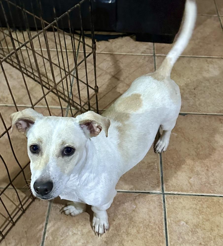 Banana, Adoptable, Puppy Male Chihuahua & Dachshund.