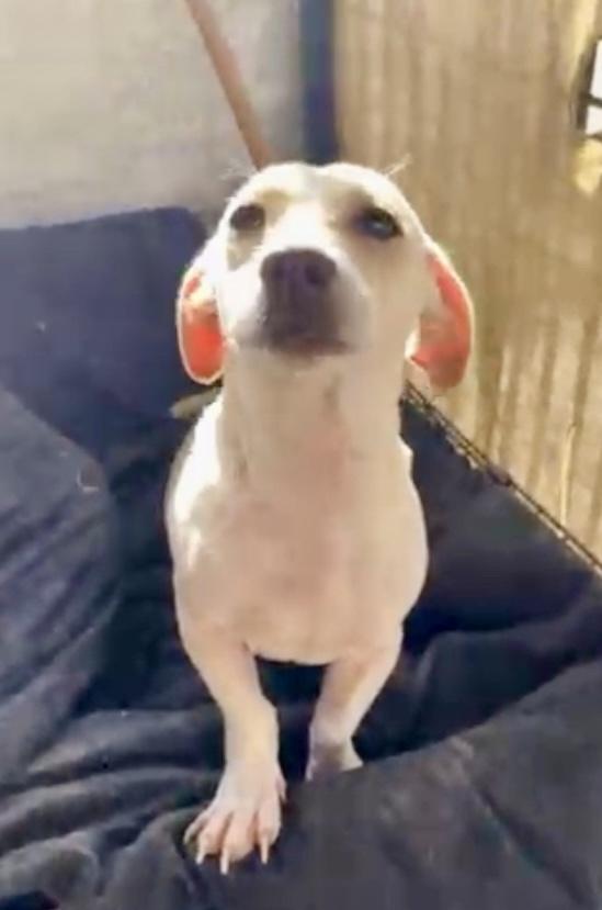 Enlarge Banana, a Adoptable mixed breed in Escondido, CA image 2/6