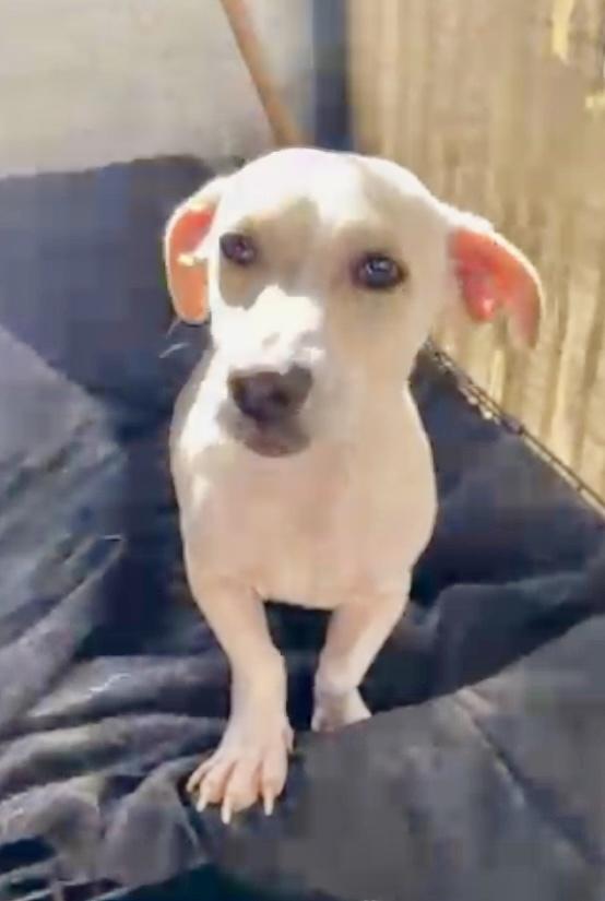 Enlarge Banana, a Adoptable mixed breed in Escondido, CA image 3/6