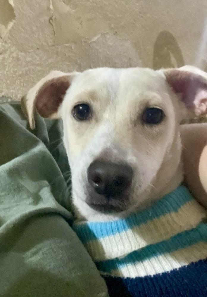 Enlarge Banana, a Adoptable mixed breed in Escondido, CA image 4/6