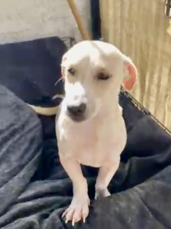 Enlarge Banana, a Adoptable mixed breed in Escondido, CA image 5/6