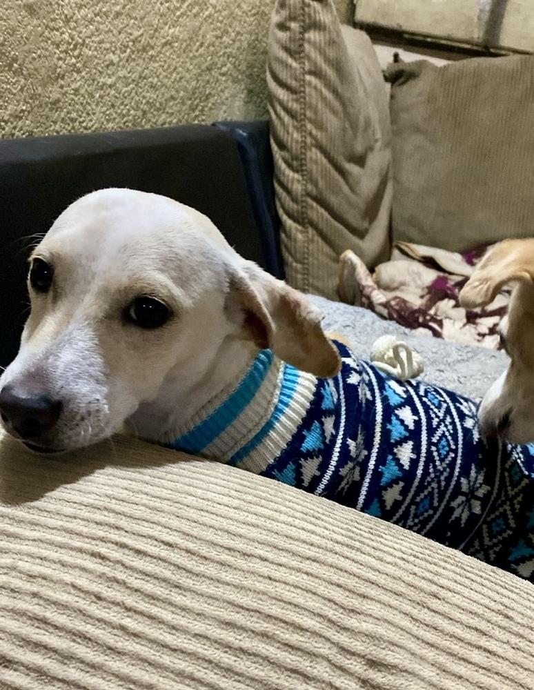 Enlarge Banana, a Adoptable mixed breed in Escondido, CA image 6/6