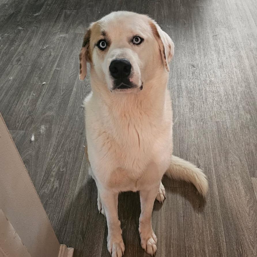 Yeti 8709, Adoptable, Adult Male Mixed Breed.