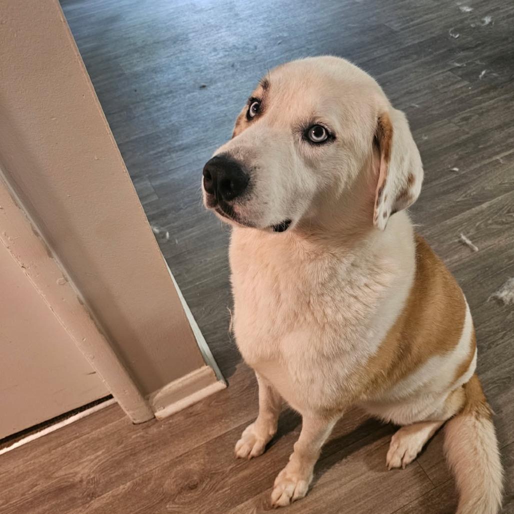 Yeti 8709, a Adoptable Mixed Breed in Hamilton, GA image 2/6
