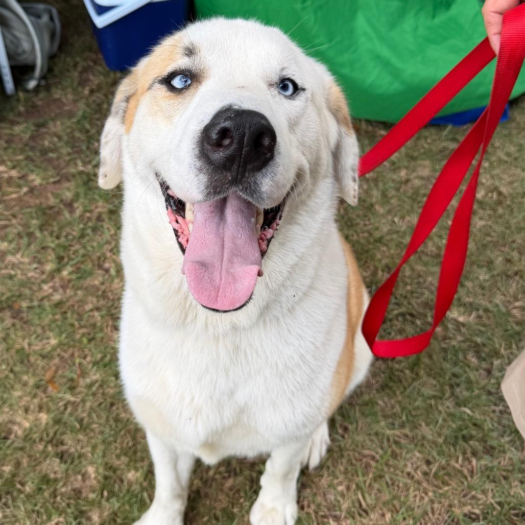 Yeti 8709, a Adoptable Mixed Breed in Hamilton, GA image 3/6