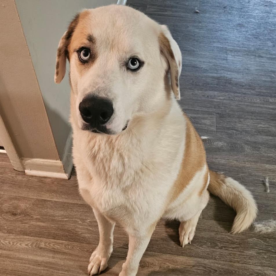 Yeti 8709, a Adoptable Mixed Breed in Hamilton, GA image 4/6