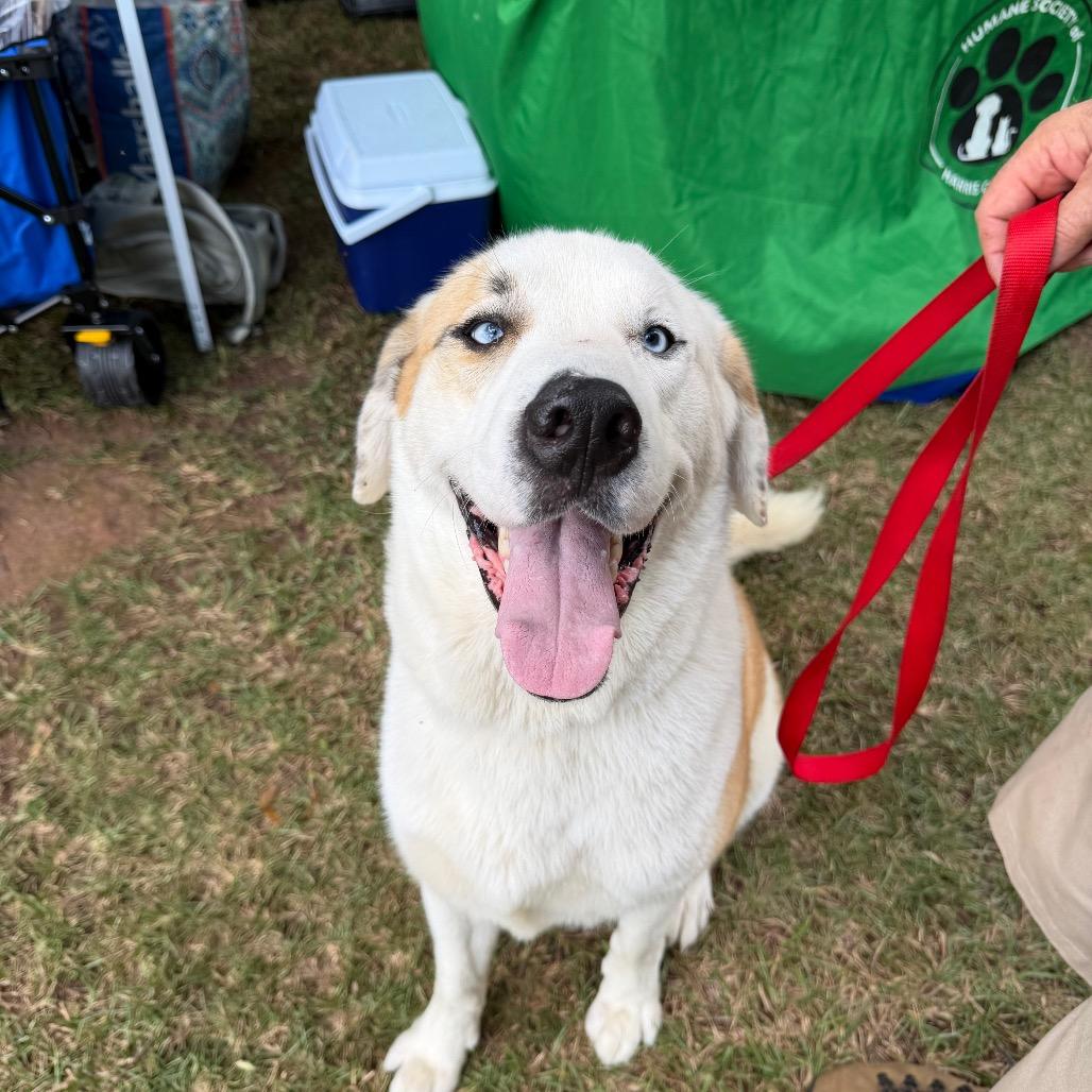 Yeti 8709, a Adoptable Mixed Breed in Hamilton, GA image 5/6