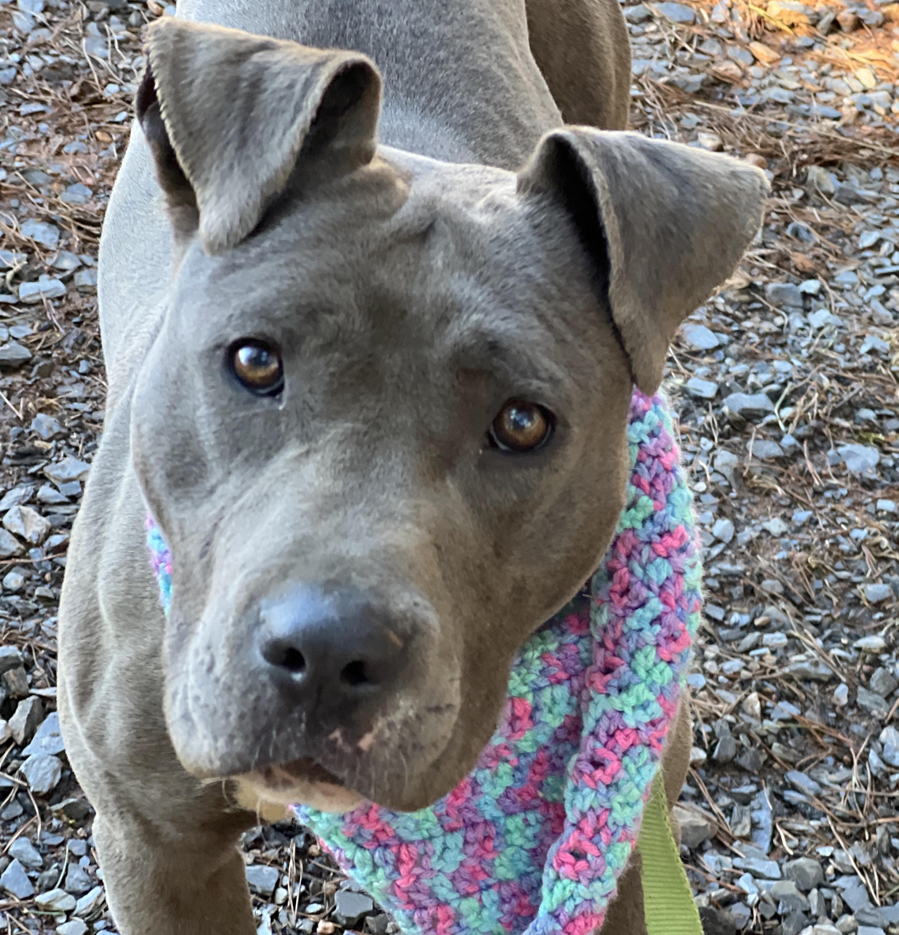 Joan, Adult Female American Staffordshire Terrier