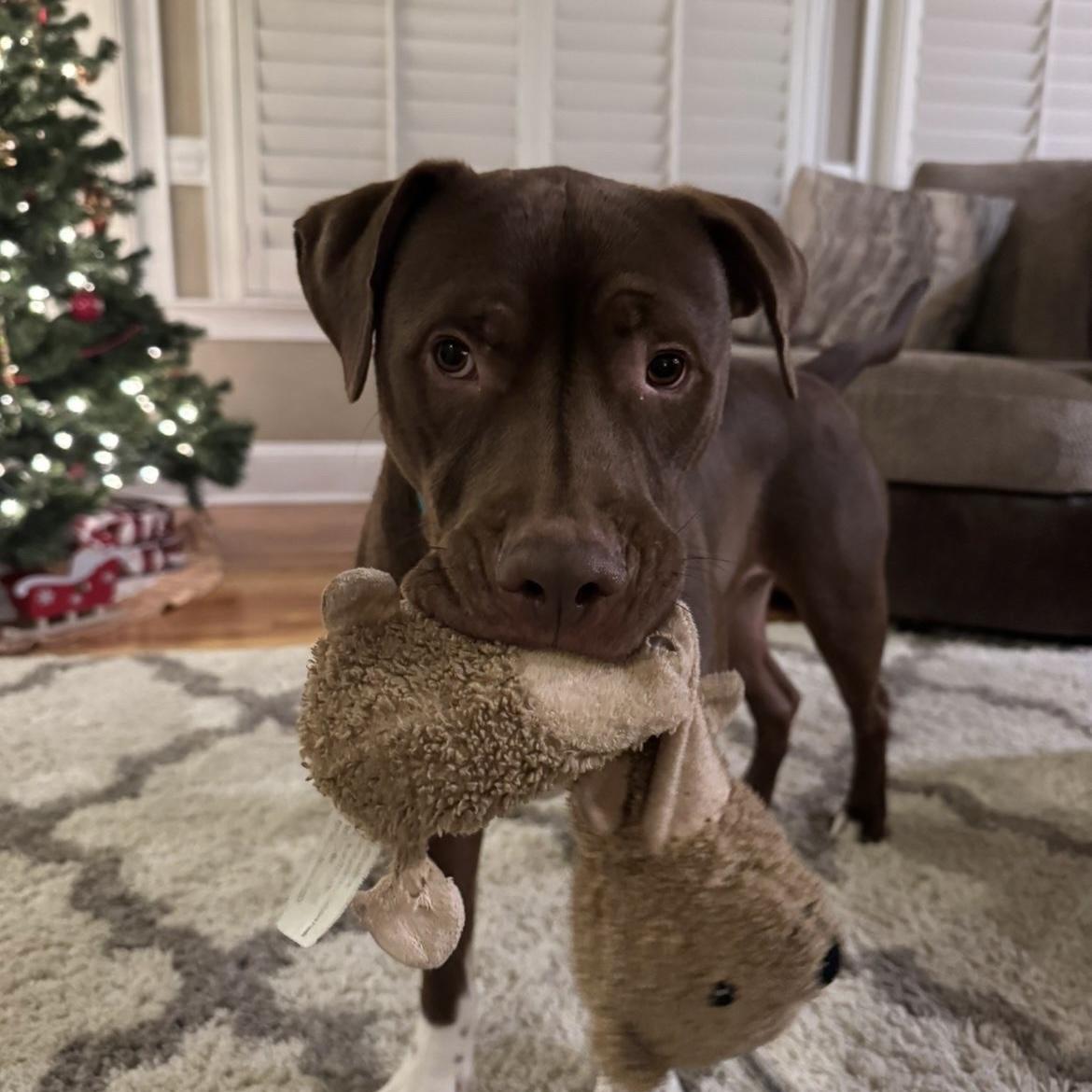 Cruz — thumbnail 2