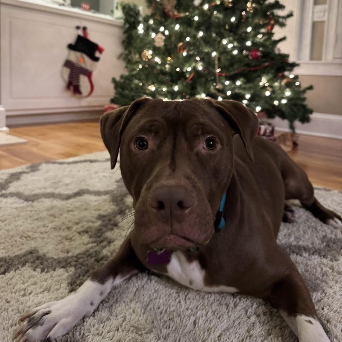 Cruz — thumbnail 5