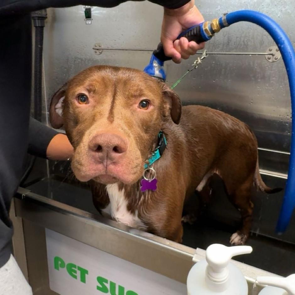 Cruz — thumbnail 6