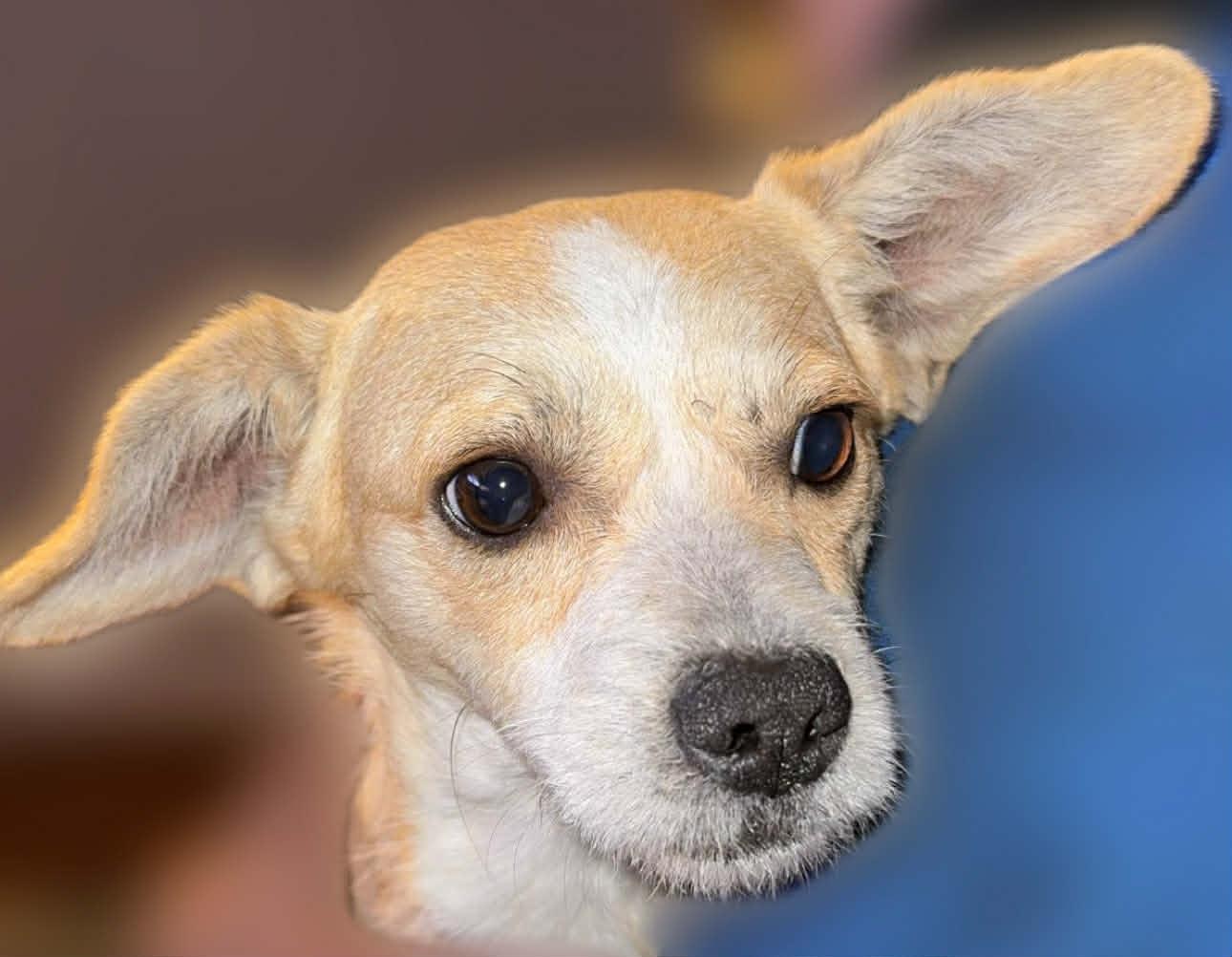 Enlarge Ash, an adoptable mixed breed in Wilmington, NC image 3/4
