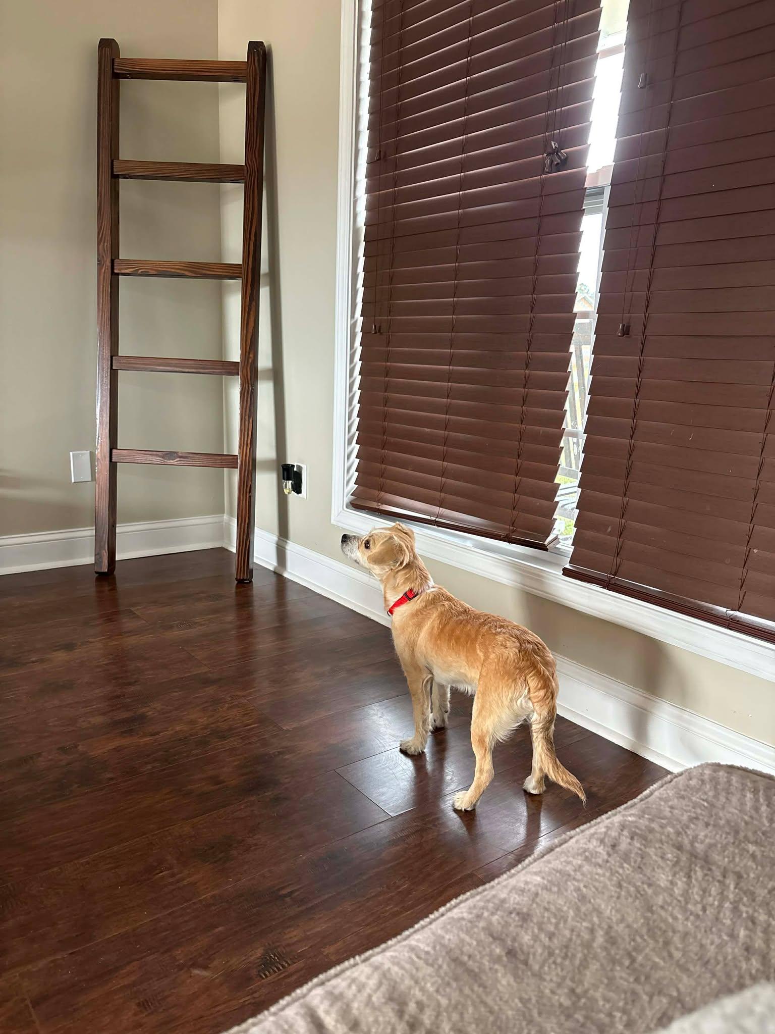 Enlarge Ash, an adoptable mixed breed in Wilmington, NC image 4/4