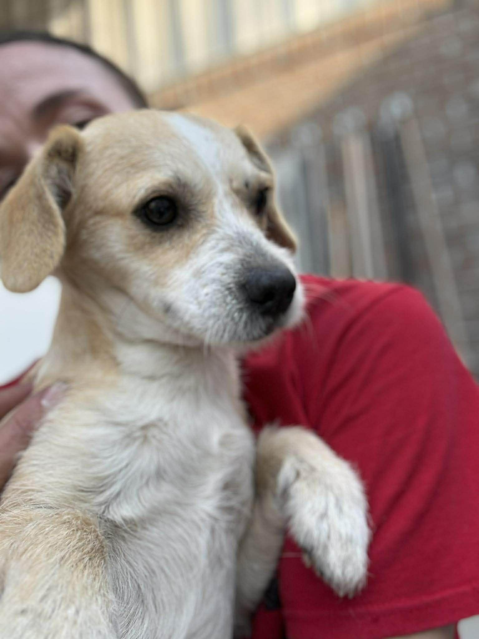 Enlarge Ash, an adoptable mixed breed in Wilmington, NC image 2/4