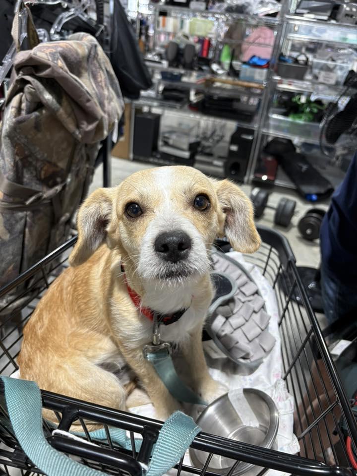 Enlarge Ash, an adoptable mixed breed in Wilmington, NC image 1/4