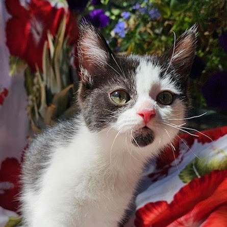 Moontux, an adoptable Domestic Short Hair in Ridgway, CO, 81432 | Photo Image 2