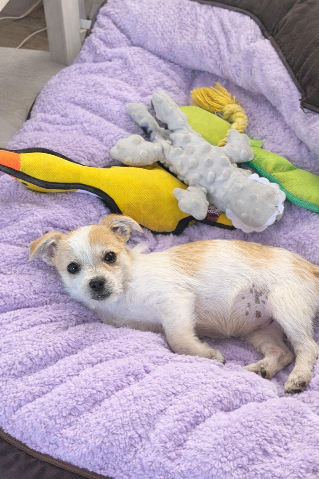 Enlarge Lily Rose, an adopted mixed breed in Gardena, CA image 4/4