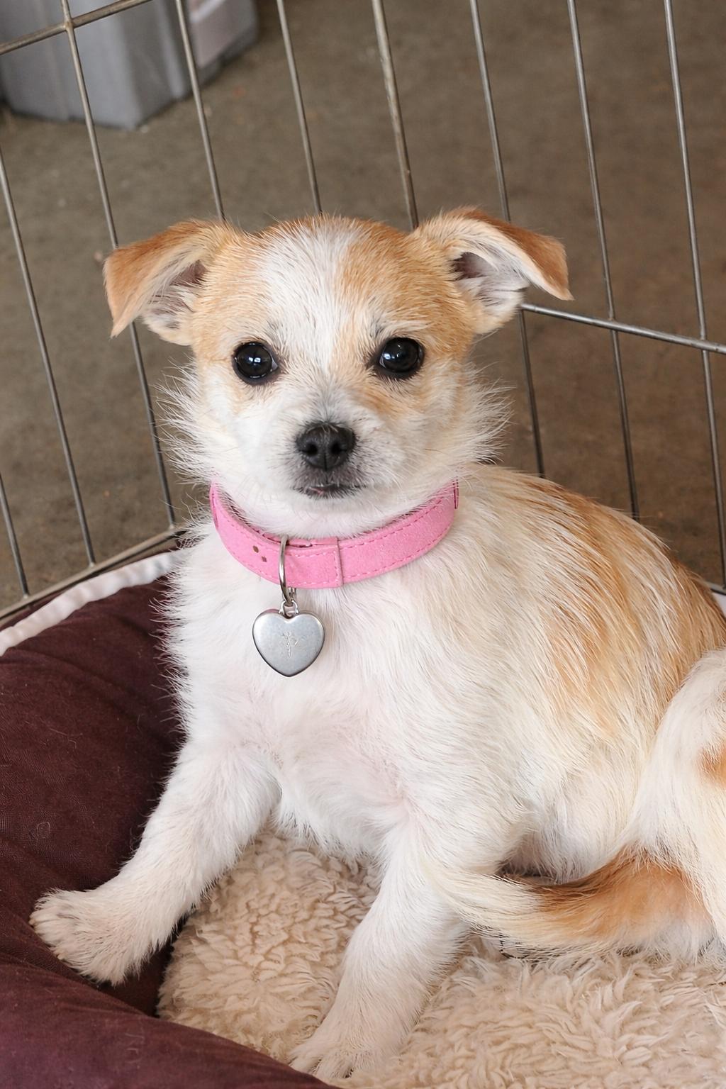 Enlarge Lily Rose, an adopted mixed breed in Gardena, CA image 2/4