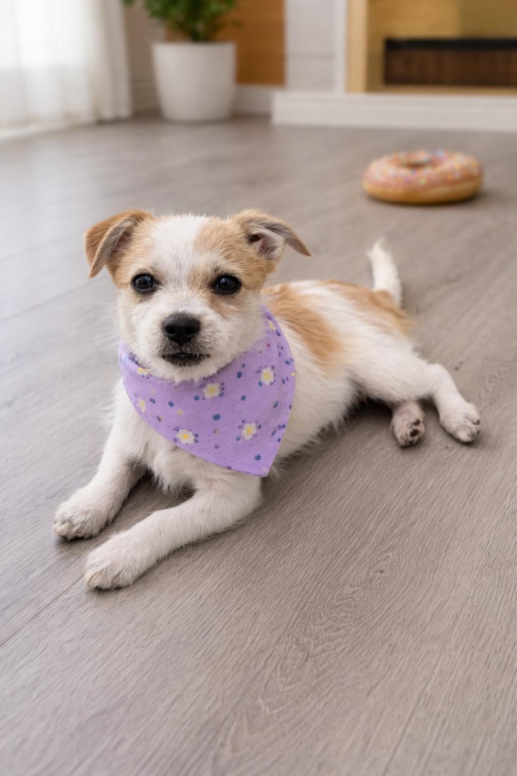 Enlarge Lily Rose, an adopted mixed breed in Gardena, CA image 3/4