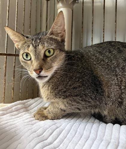 Enlarge Kit Kat, an adopted Domestic Short Hair in Marathon , FL image 1/1