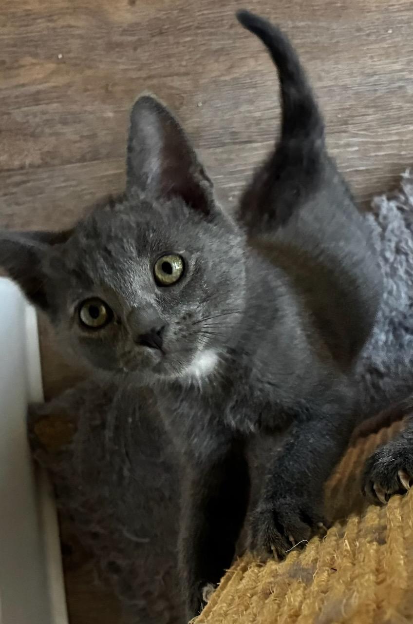 Kali (bonded with Lewis), Adoptable, Kitten Female Domestic Short Hair.