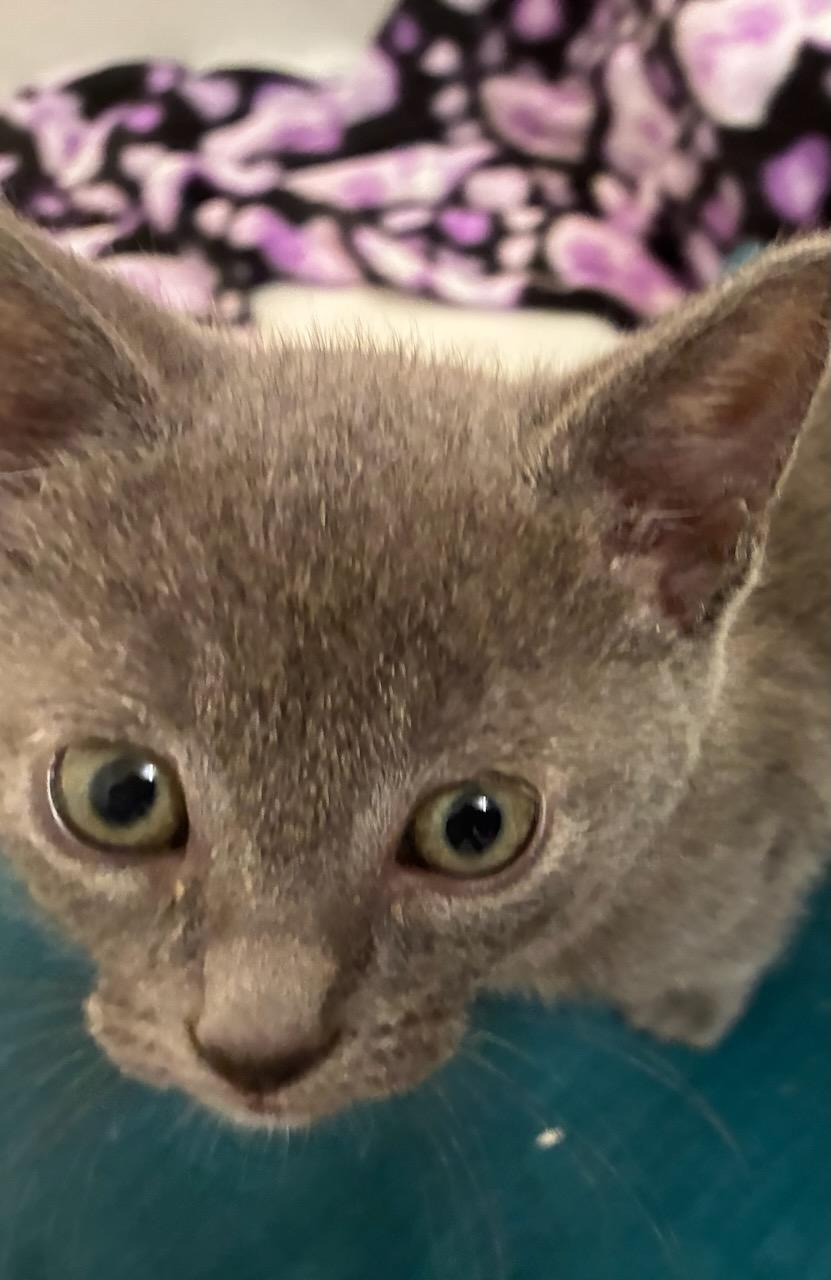 Kali (bonded with Lewis), a Adoptable Domestic Short Hair in San Francisco, CA image 2/4