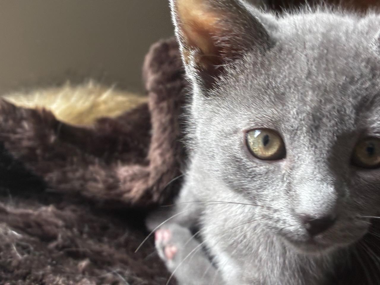 Kali (bonded with Lewis), a Adoptable Domestic Short Hair in San Francisco, CA image 3/4