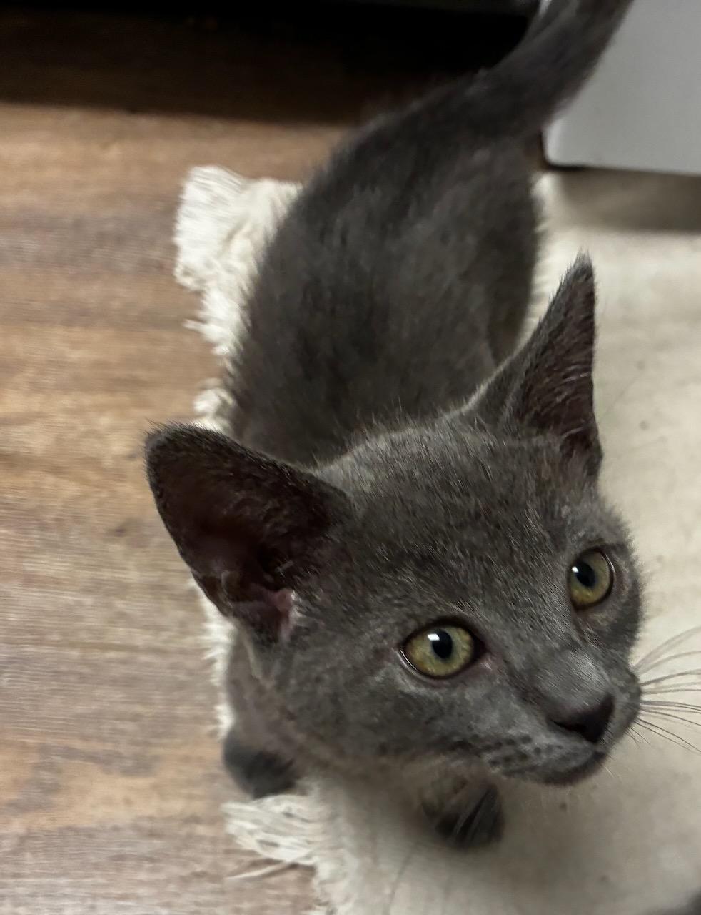 Kali (bonded with Lewis), a Adoptable Domestic Short Hair in San Francisco, CA image 4/4