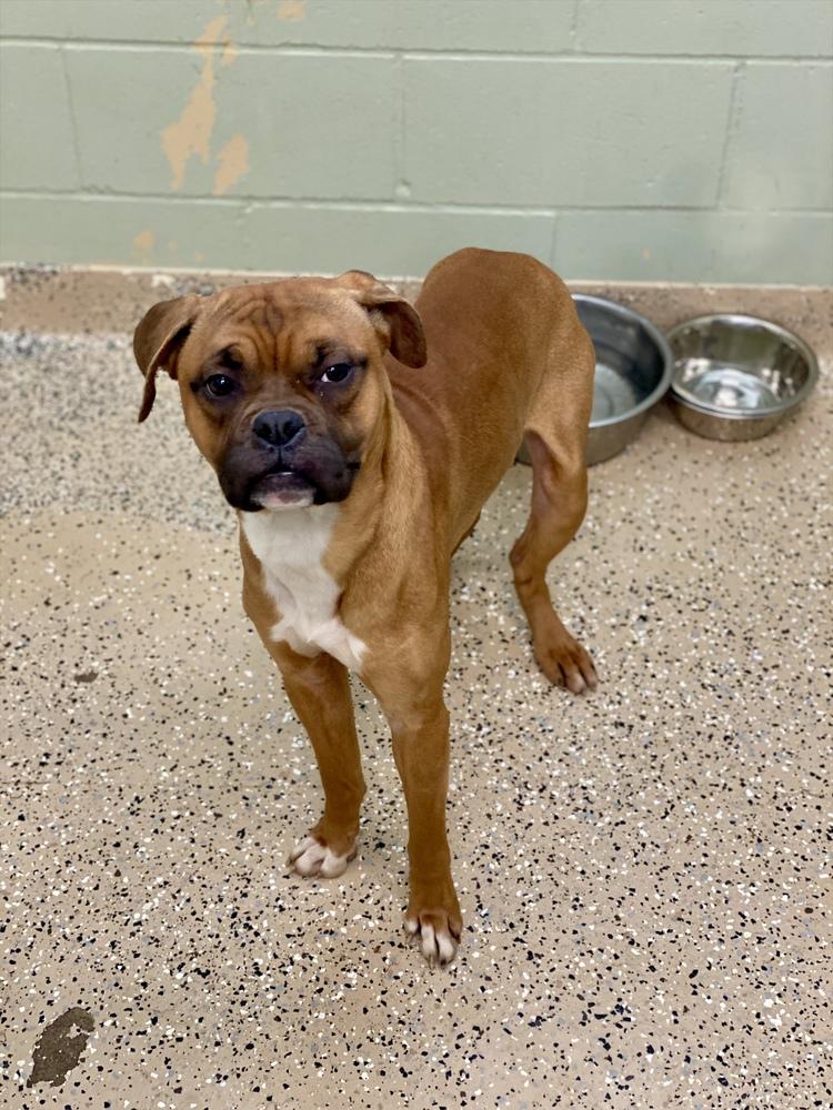 Ocean Spray, Adoptable, Young Male Boxer.