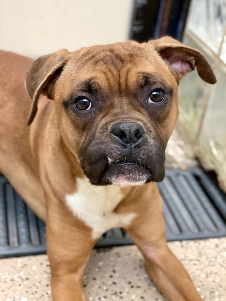 Ocean Spray, a Adoptable Boxer in Hewitt, TX image 2/4