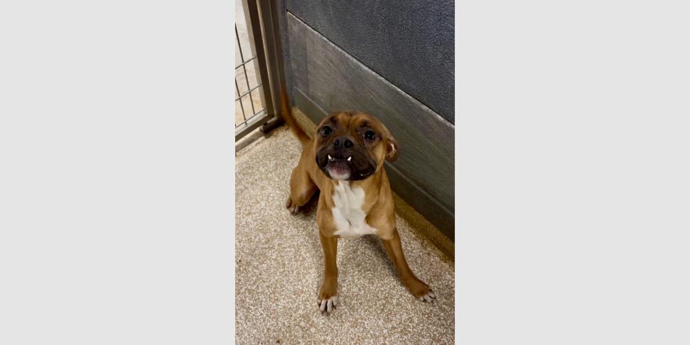 Ocean Spray, a Adoptable Boxer in Hewitt, TX image 3/4