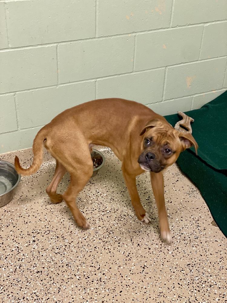 Ocean Spray, a Adoptable Boxer in Hewitt, TX image 4/4
