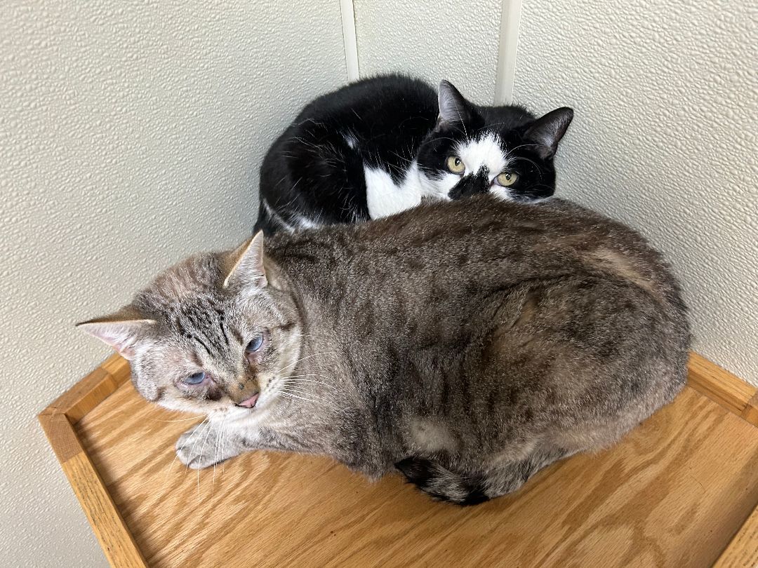 Luna (Bonded w/ Gracie)  Front Declawed 2