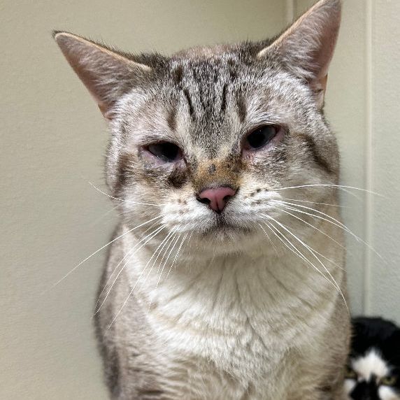 Luna (Bonded w/ Gracie) Front Declawed