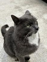 Enlarge Mr. Buttons, a ADOPTABLE Russian Blue in Hamilton, MT image 1/3