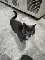 Enlarge Mr. Buttons, a ADOPTABLE Russian Blue in Hamilton, MT image 2/3