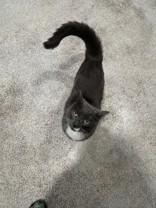 Enlarge Mr. Buttons, a ADOPTABLE Russian Blue in Hamilton, MT image 3/3