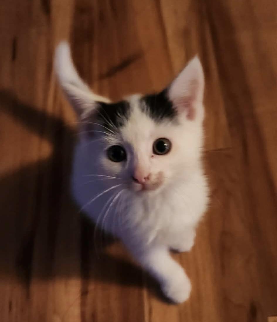Mickey, Adoptable, Kitten Male Domestic Short Hair.