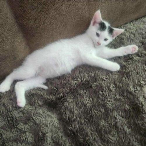 Mickey, Adoptable, Kitten Male Domestic Short Hair.