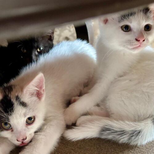 Enlarge Mickey, a Adoptable Domestic Short Hair in Vienna, ON image 3/4