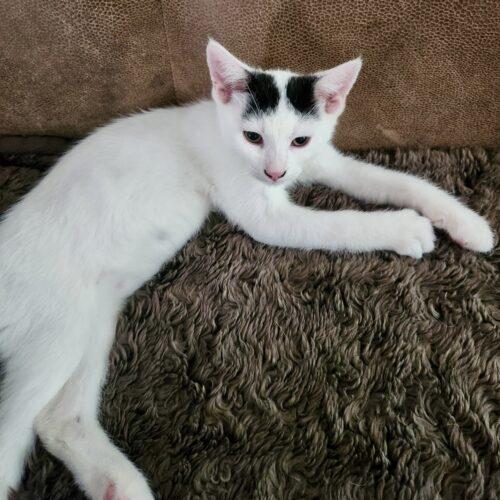 Enlarge Mickey, a Adoptable Domestic Short Hair in Vienna, ON image 4/5
