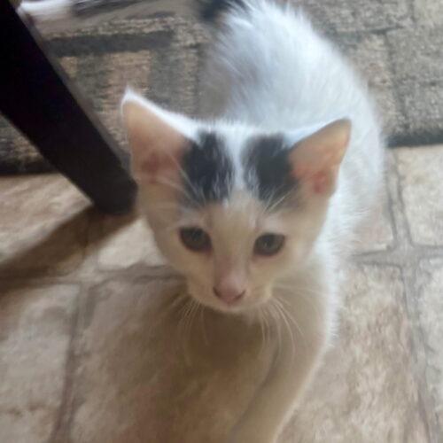 Enlarge Mickey, a Adoptable Domestic Short Hair in Vienna, ON image 4/4